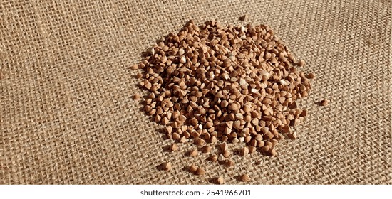 Close de trigo mourisco. Trigo mourisco em burlap. Grãos de trigo mourisco isolados. Textura de trigo mourisco. Cereais, farinha integral, cereais. Grãos saudáveis. Alimentação saudável, dieta, cozinhar.