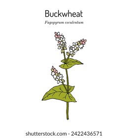 Buckwheat (Fagopyrum esculentum), edible and medicinal plant. Hand drawn botanical vector illustration