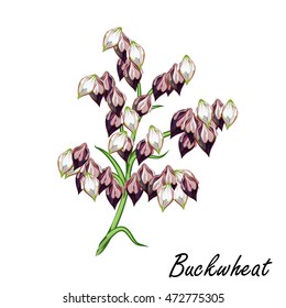 Buckwheat (Fagopyrum esculentum). Hand drawn vector illustration of buckwheat plant with seeds and withered flowers on white background.