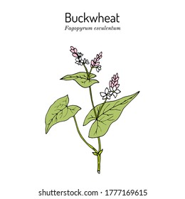 Buckwheat (Fagopyrum esculentum), kitchen and medicinal plant. Hand drawn vector illustration