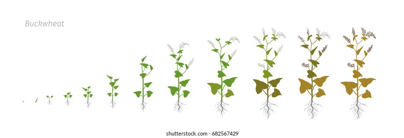 Buckwheat Fagopyrum Polygonaceae Growth stages vector illustration