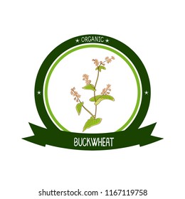 Buckwheat. Flower, leaves and stem. Sketch. Color pattern. Sticker, emblem, logo