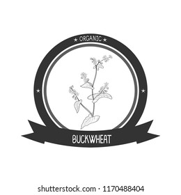 Buckwheat. Flower, leaves and stem. Sketch. Monophonic. Sticker, emblem, logo
