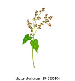 Buckwheat as Grain Crop or Cereal Specie and Cultivated Grass on Stalk with Inflorescences Vector Illustration