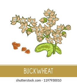 Buckwheat. Grain, flower, leaves. Sketch. Color pattern. Set