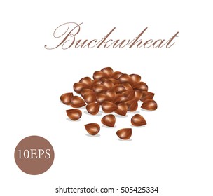 Buckwheat grain. Grain vector illustration. EPS10  Groats