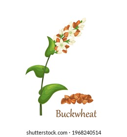 Buckwheat grass cereal crops, agricultural plant vector illustration. Heap of buckwheat grains seeds.