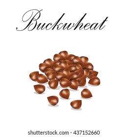 buckwheat groats. Vector illustration of buckwheat