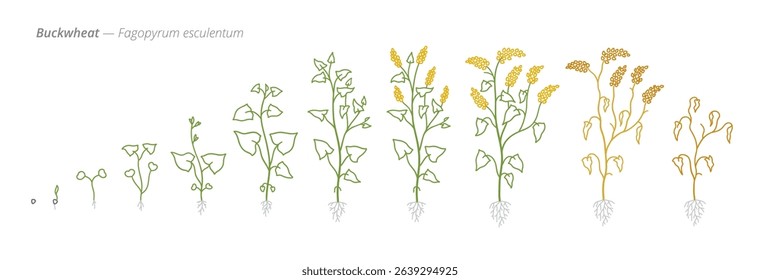 Buckwheat Growth Stages Vector Illustration - Fagopyrum esculentum Development Cycle