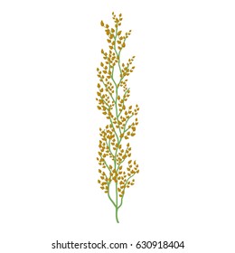 Buckwheat icon. Cartoon illustration of buckwheat vector icon for web