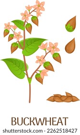 Buckwheat illustration. Cereal plant. Cartoon farm crop isolated on white background
