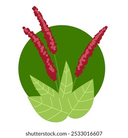 Buckwheat isolated on white background. Vector flat graphic design illustration 