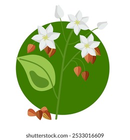 Buckwheat isolated on white background. Vector flat graphic design illustration 
