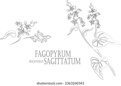 Buckwheat with leafs and flowers vector contour. Fagopyrum sagittatum medicinal plant outline. Set of Buckwheat flowering in Line for pharmaceuticals and coocking. Contour drawing of medicinal herbs