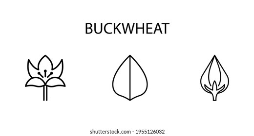 Buckwheat Line Icon In A Simple Style. Culture. Cereal. Farm. Plant. A set of vector icons in a simple style, isolated on a white background. 64x64 pixel.