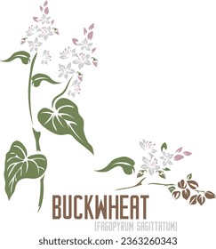 Buckwheat medicinal herb in color vector silhouette. Medicinal Fagopyrum sagittatum plant. Set of Buckwheat flowers in color image for pharmaceuticals and coocking. Medicinal herbs color drawing