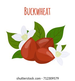 Buckwheat plant, cereal grains, green vegetarian food.Made in cartoon flat style. Vector illustration