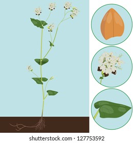 buckwheat as a plant with details of the leaf, inflorescence and seeds