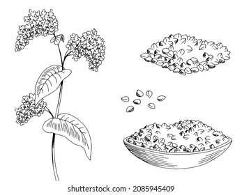 Buckwheat plant graphic black white isolated sketch illustration vector