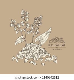 Buckwheat: plant and buckwheat groats. Vector hand drawn illustrationb
