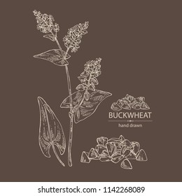 Buckwheat: plant and buckwheat groats. Vector hand drawn illustrationb