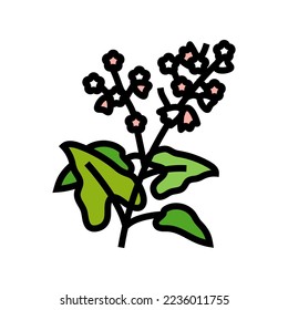 buckwheat plant healthy color icon vector. buckwheat plant healthy sign. isolated symbol illustration