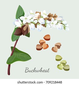 Buckwheat plant and its seeds isolated illustration on grey