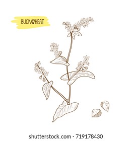 Buckwheat. Plant. Sketch. Monochrome. On a white background.