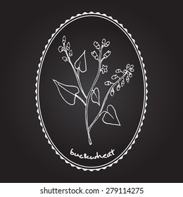 Buckwheat plant. Vector illustration