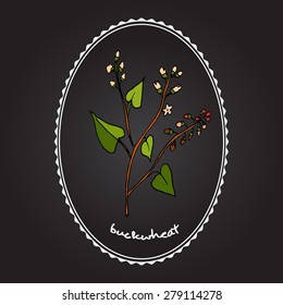 Buckwheat plant. Vector illustration