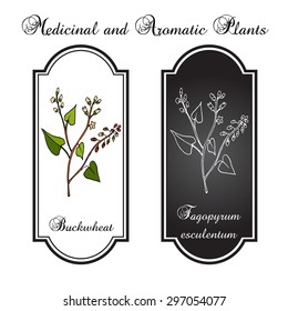 Buckwheat plant. Vector illustration
