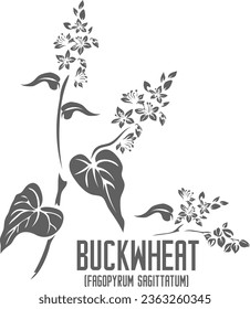 Buckwheat plant vector silhouette. Medicinal Fagopyrum sagittatum plant outline. Set of  Buckwheat cereals leafs and flowers in Line for pharmaceuticals. Contour drawing of medicinal herbs