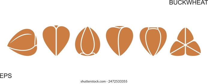 Buckwheat set. Isolated buckwheat on white background