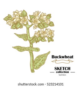 Buckwheat sketch. Hand drawn vector illustration