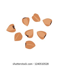 Buckwheat vector close up isolated on white background.