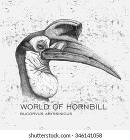 Bucorvus abyssinicus 