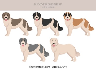 Bucovina shepherd clipart. Different coat colors and poses set.  Vector illustration svg