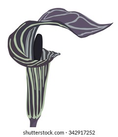 Bud Arisaema triphyllum