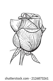 Bud of beautiful rose. Black and white vector illustration, botanical design. Close up flower