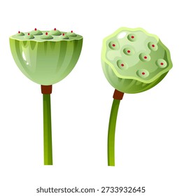 Bud, box lotus flower without petals, water lily, plant. To create banners and flyers on the theme of the East, yoga and meditation, weddings, icons and logos.