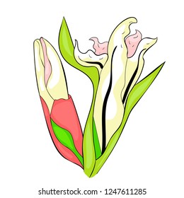 the is bud gladiolus flower natural vector illustration