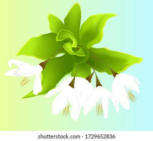 
bud with light and dark green leaves and white flowers, plant galesia