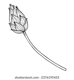 Bud of Lotus Flower. Hand drawn vector floral illustration of Asian plant in line art style. Engraved sketch of water lily for Spa or Zen design painted in black and white colors. Outline drawing.