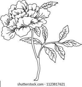 bud of a lush rose