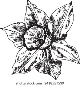 The bud of the narcissus flower is a graphic highlighted on a white background. Narcissus ink graphics, hand-drawn. 