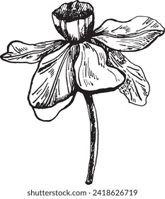 The bud of the narcissus flower is a graphic highlighted on a white background. Narcissus ink graphics, hand-drawn. 