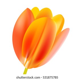 Bud of orange tulip. Vector isolated illustration.
