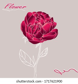 Bud peony with line-art on ligh isolated backgrounds. Vector hand drawn illustration. Linear vintage graphics. Composition from a single flower - a blossoming wine-purple peony