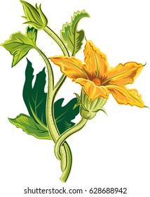 Bud of pumpkin plant, with an open flower.