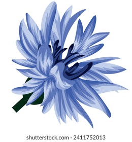 bud of ragged field, wild, blue cornflower flower for decoration or card, on white background, vector